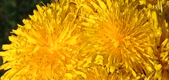 flowering dandelions in a group, cluster of dandelion flowers, banner, bright yellow flowers, how to make homemade herbal face wash from dandelion