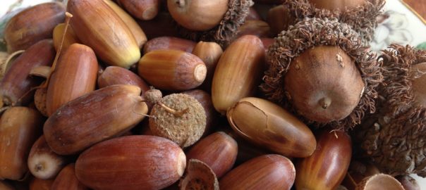 A mound of acorns in a porcelain bowl. There are long and narrow ones, caps, and round and wide ones with a fuzzy cap. Some are yellowish. How to find and forage for food in the city, wild food foraging.