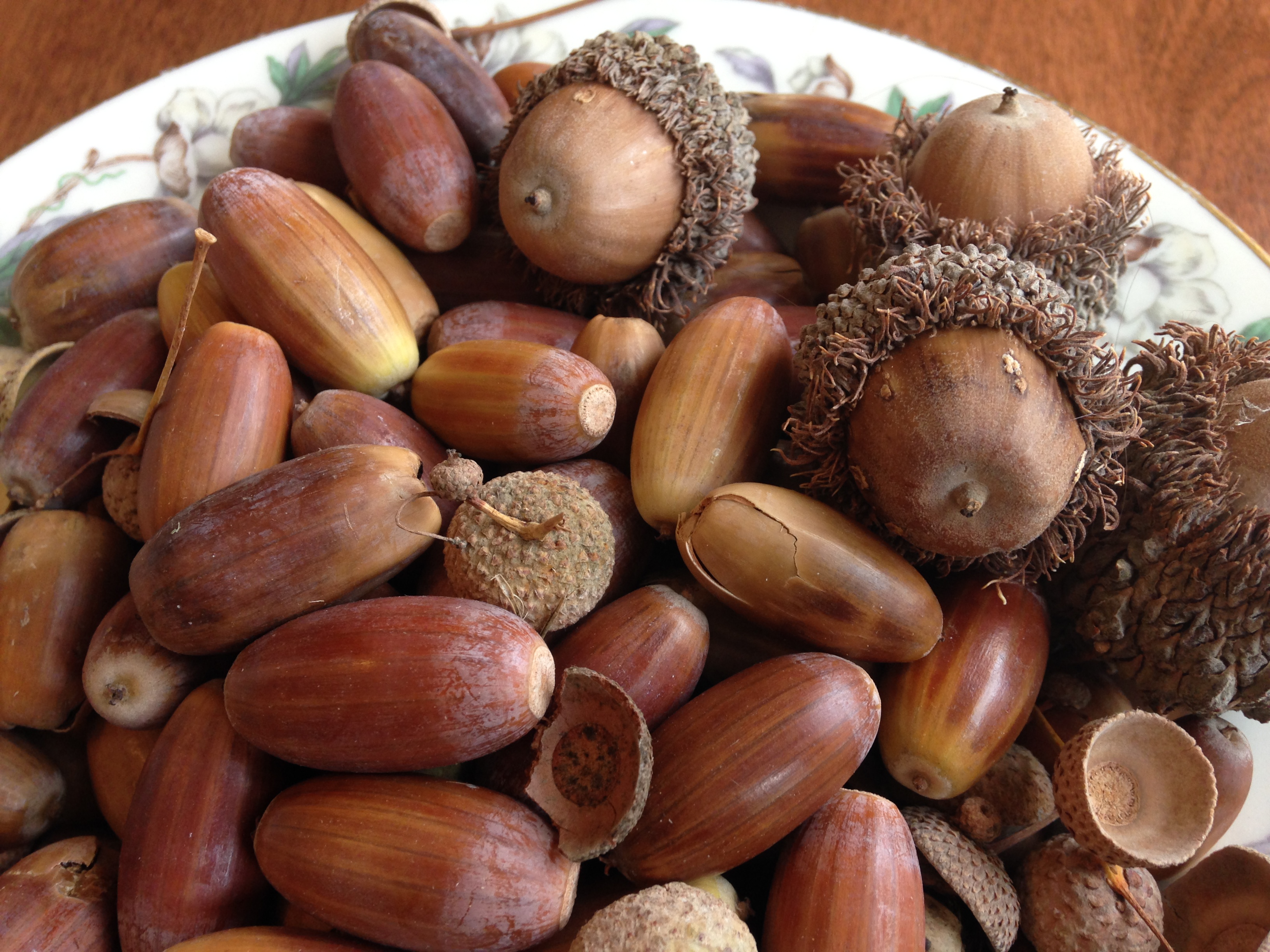 acorn meaning in tamil