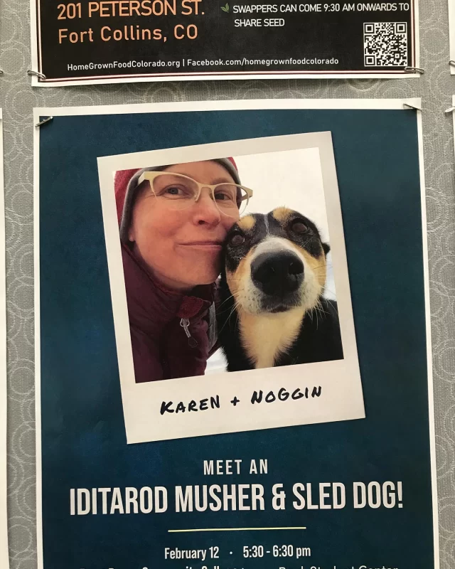 I had a good opportunity to hear a lecture by Karen Ladd land, a three time Iditarod racer and musher. She raced for 12 to 16 days inn +50/-50F degrees. Are dogs needed 10,000 cal per day (Mainly from beaver meat and grocery store excess) and many pairs of booties to protect their feet. She talked about #nutrition, and care for the dogs and how they are breeding smaller dogs now. It doesn’t matter what they look like. They aren’t all huskies. They’re using medium size dogs with smaller coats because the weather isn’t always as cold, and overheating is the main problem for dog races. The dogs sleep on straw daily which the racer carries. Everything the racer needs has to be carried on their sled- no outside help allowed. Racers do help each other, though. She goes through 1000’s of dog booties. The fastest race was 9 days! Apparently the racers start out from Anchorage but then restart the race the next day from a separate location. She also mentioned a hobby on dryland called dryland machine. The dog or dogs pull a thing that looks like a bike without pedals or a cart. That looks super fun!! This talk was super interesting and I’m glad I braved the cold-weather to go and listen to her. She is an author and you can hire her to be a speaker, too. Read more about this #author and #speaker, and Noggin the sleddog, an amazing woman at this website: https://stringofdogs.com/author/mymusher/  I give a big thank you to Poudre libraries for hosting.  @poudrelibraries #libraries #library #iditarod #musher #mushers #musherlife #karenland #femaleathlete #femaleatgletes #hirespeakers #prospeaker #professionalspeaker #professionalspeakers #professionalspeaking